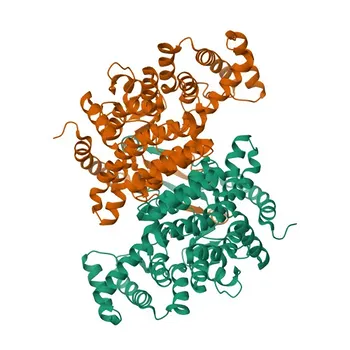 Anticorpo monoclonal anti-citrato sintase para WB, IHC-P, IF/ICC, ELISA - O75390