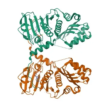 Anticuerpo Monoclonal Anti-MLH1 (Validado por KO) para WB, ELISA - P40692