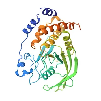 Anticuerpo Monoclonal Anti-PTP1B para WB, IHC-P, ELISA - P18031