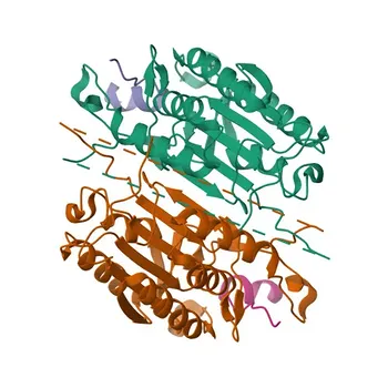 Anticorpo monoclonale coniglio anti-Caspase-7 Cleaved per WB, ELISA - P55210