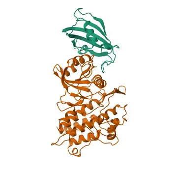 Anti-TGF beta Receptor I (TGFBR1) Rabbit Monoclonal Antibody for WB and ELISA - P36897