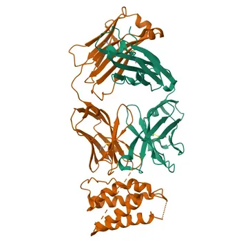 Anticorps monoclonal lapin anti-IL2 pour WB, IF-P, ELISA - P04351