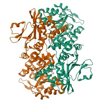 مضاد أحادي النسيلة من الأرنب ضد PBEF/Visfatin/NAMPT لـ WB، IHC-P، ELISA - P43490