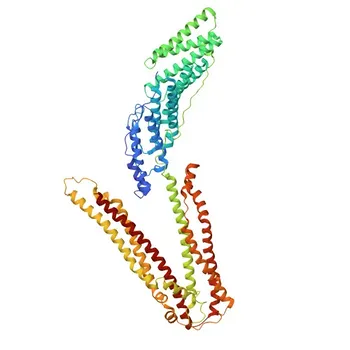 Anticorpo monoclonale di coniglio anti-ALIX per WB, IF/ICC, IP, ELISA - Q8WUM4
