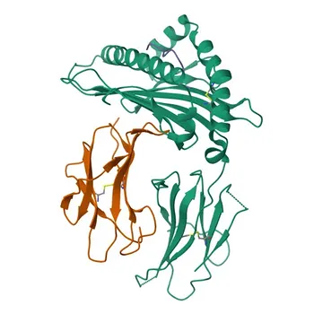 Anticorps monoclonal de lapin anti-HLA-G pour WB, IF/ICC, ELISA - P17693
