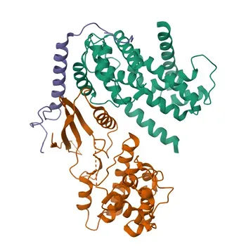 Anticuerpo Monoclonal de Conejo Anti-CDKN1A/p21CIP1 para WB, IHC-P, ELISA - P38936