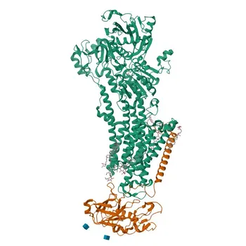 Anticorpo monoclonale Anti-ATP1A4 per WB, IF-P, IHC-P, ELISA - Q13733