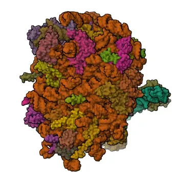 Anticorpo Monoclonal de Coelho Anti-NACA para WB, ELISA - Q13765