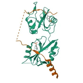 Anticorpo Monoclonal de Coelho Anti-GAB1 para WB, ELISA - Q13480