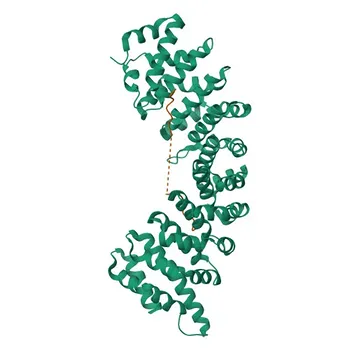 Anticorpo monoclonale Anti-Importina Alfa 5/KPNA1 Coniglio mAb - P52294