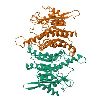 Anti-PDXK Monoclonal Antibody for WB, ELISA - O00764