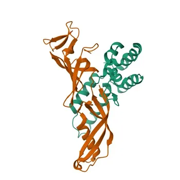 Anti-POLR2D Rabbit Monoclonal Antibody for WB, IHC-P, ELISA - O15514