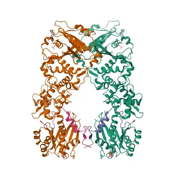 Anticorpo Monoclonal de Coelho Anti-RHOT1/MIRO1 Validado por KD para WB e ELISA - Q8IXI2