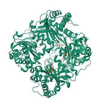 Anticorpo Monoclonal de Coelho Anti-Amylin/DAP para WB, IHC-P, IF/ICC, ELISA - P10997