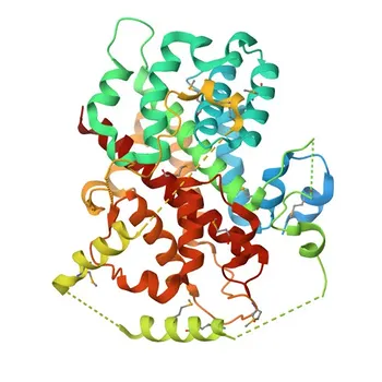 Anticorpo monoclonal de coelho anti-Sestrina 2 para WB, ELISA - P58004