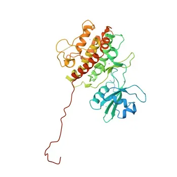 Anti-MAPKAPK-2/MK2 Monoclonal Antibody for WB, ELISA - P49137