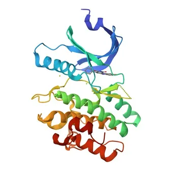 Anticorpo Monoclonal Anti-WEE1 para IHC-P, ELISA - P30291