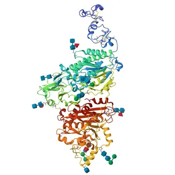 Anticorpo monoclonale di coniglio anti-ENPP3/CD203c per WB, IF/ICC, FC, ELISA - O14638
