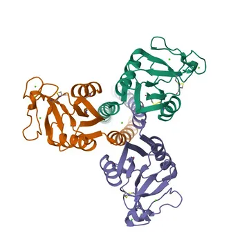 Anti-SFTPD (Surfactant Protein D) Rabbit Monoclonal Antibody for WB, ELISA - P35247