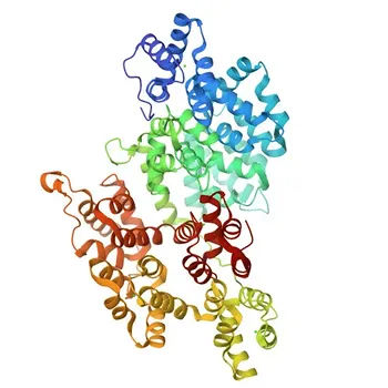 Anti-Annexin A6/Annexin VI Monoclonal Antibody for WB, IHC-P, ELISA - P08133