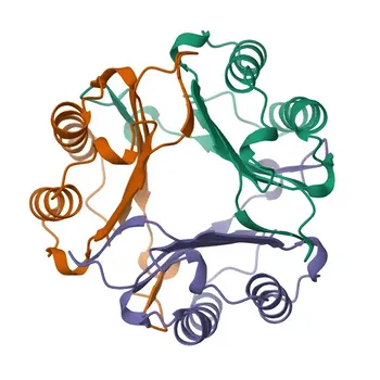 Anticuerpo monoclonal anti-MIF para WB, IHC-P, ELISA - P14174