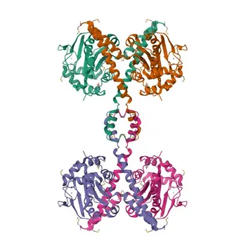 mAb de conejo anti-UCH37/UCHL5 para WB y ELISA - Q9Y5K5