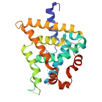 Anticorpo Monoclonal de Coelho Anti-COUP-TFII/NR2F2 para WB, IHC-P, IF/ICC, IP, ELISA - P24468