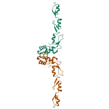 Anticuerpo monoclonal anti-TRAF6 para WB, IHC-P, IP, ELISA - Q9Y4K3