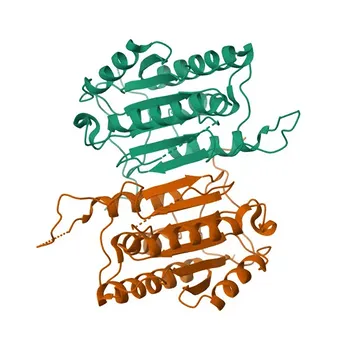 Anticorpo monoclonal de coelho anti-Caspase-6 para WB, IHC-P, ELISA - P55212