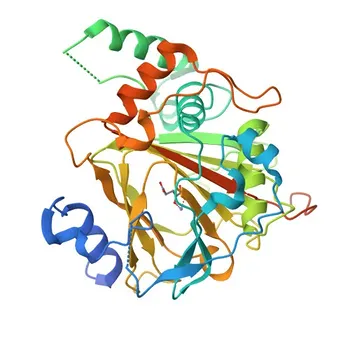 Anticuerpo monoclonal de conejo Anti-ALKBH1 para WB, IP, IF/ICC, ELISA - Q13686