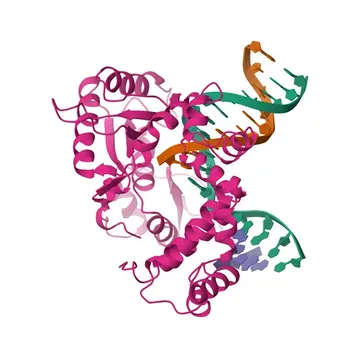Anticuerpo Monoclonal de Conejo Anti-Polimerasa de DNA beta para WB, IHC-P, ELISA - P06746