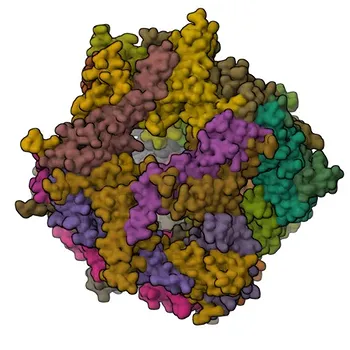 Phospho-HSP27/HSPB1-S82 pAb de Coelho - P04792