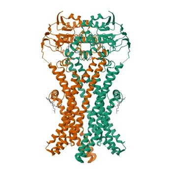 Anticorpo Monoclonal de Coelho Anti-ABCD1 / ALD para WB, ELISA - P33897