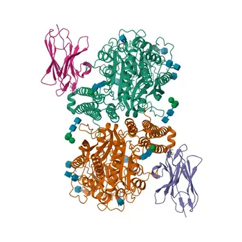 Anticorpo Monoclonal Anti-PSMA/FOLH1 para WB, IHC-P, ELISA - Q04609