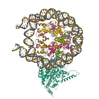 Anticorpo monoclonale coniglio Anti-Lsh/HELLS per WB, IF, IHC, ELISA - Q9NRZ9