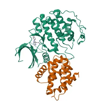 Anticorpo Monoclonal de Coelho Anti-CDK5R1 para WB, IF/ICC, IF-P, ELISA - Q15078