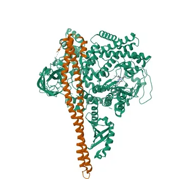 Anticorpo Monoclonal de Coelho Anti-PI3 Quinase p85 alfa/beta para WB, ELISA - P27986 / O00459