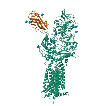 Anti-NPC2 Monoclonal Antibody for WB, IHC-P, IF-P, ELISA - P61916