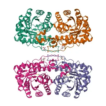 BHMT Rabbit Monoclonal Antibody for WB, IHC-P, ELISA - Q93088