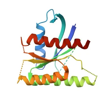 Anticorpo Monoclonale Coniglio Anti-RhoGAP (p190-B) per WB, IP, ELISA - Q13017