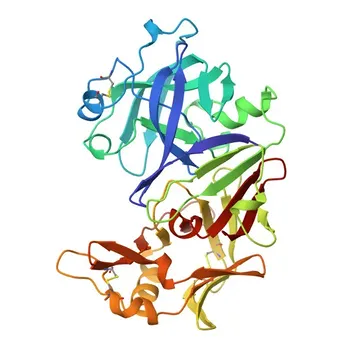 Anti-Pepsinogen I (PG I) Kaninchen monoklonaler Antikörper für ELISA, IHC-P, IF-P - P0DJD7