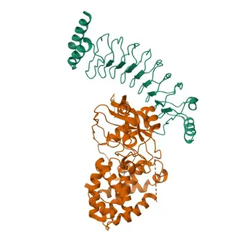 Anticorpo Monoclonal de Coelho para Gasdermin B Clivada (Terminal C) para WB e ELISA - Q8TAX9