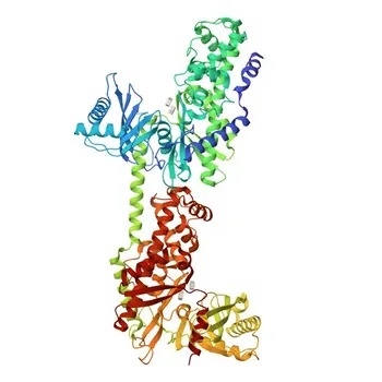 KO Validated Anti-Hexokinase II Monoclonal Antibody for WB, ELISA - P52789