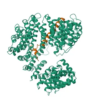 Anti-KPNB1 Rabbit Monoclonal Antibody for WB, IHC-P, ELISA - Q14974