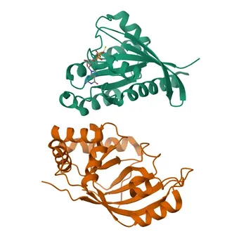 Anticuerpo Monoclonal de Conejo RalA para WB, ELISA - P11233