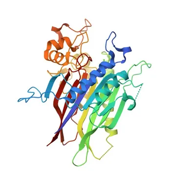Anticuerpo monoclonal anti-SMPD3/NSMase2 para WB, IHC-P, ELISA - Q9NY59