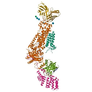 Anticorpo Monoclonal de Coelho Anti-p47phox/NCF1 para WB, ELISA - P14598