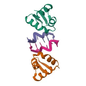 Anticorpo Monoclonal de Coelho Anti-ZBP1 para WB, IP, IF/ICC, IHC-P, ELISA - Q9H171