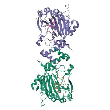 Anticuerpo monoclonal de conejo Anti-HIF1AN/FIH-1 para WB, IHC-P, IF/ICC, ELISA - Q9NWT6