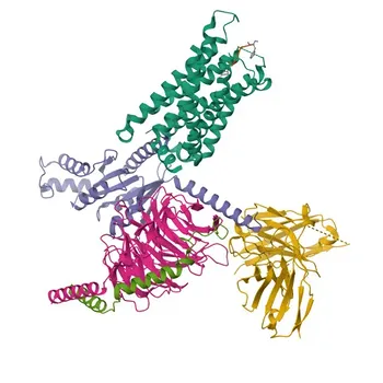 Anticorpo monoclonal de coelho anti-CD88/C5aR de camundongo - P30993
